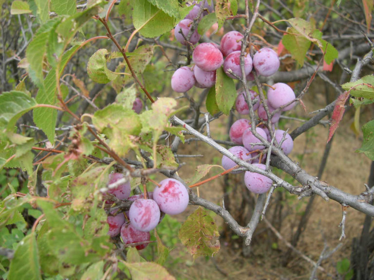 Wild Plum Cuttings (12 Unrooted) ā Native Fruit Tree Starter ā Prunus Americana ā Hardy, Edible, Easy to Root ā Grow Your Own Plum Tree
