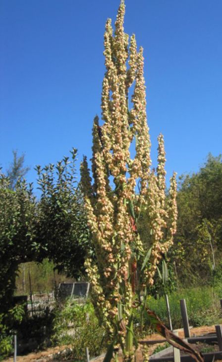 Rumex orbiculatus Seeds β Great Water Dock | Native Wetland Plant | Rain Garden & Pond Edge | 100 Seeds