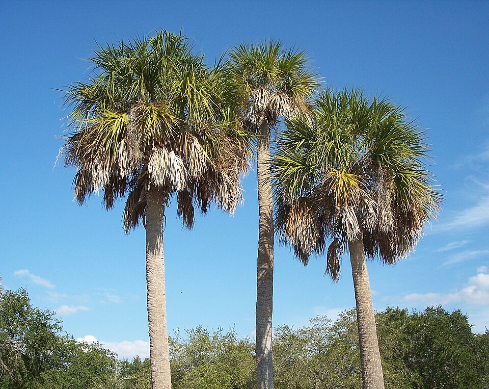 Sabal palmetto Seeds ā Cabbage Palm, Palmetto Palm, Blue Palmetto, Carolina Palmetto (5 Seeds)