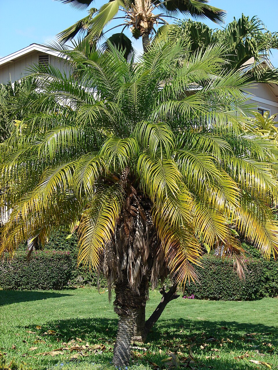 Phoenix roebelenii Seeds ā Pygmy Date Palm, Miniature Ornamental Palm Tree (5 Seeds)