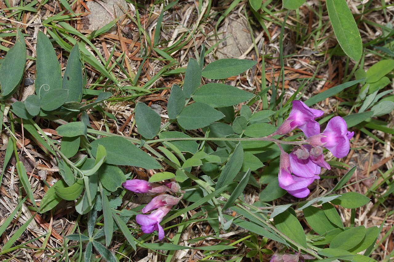 Vicia americana Seeds ā American Vetch, Native Nitrogen-Fixing Groundcover, Wildflower & Forage Plant (25 Seeds)