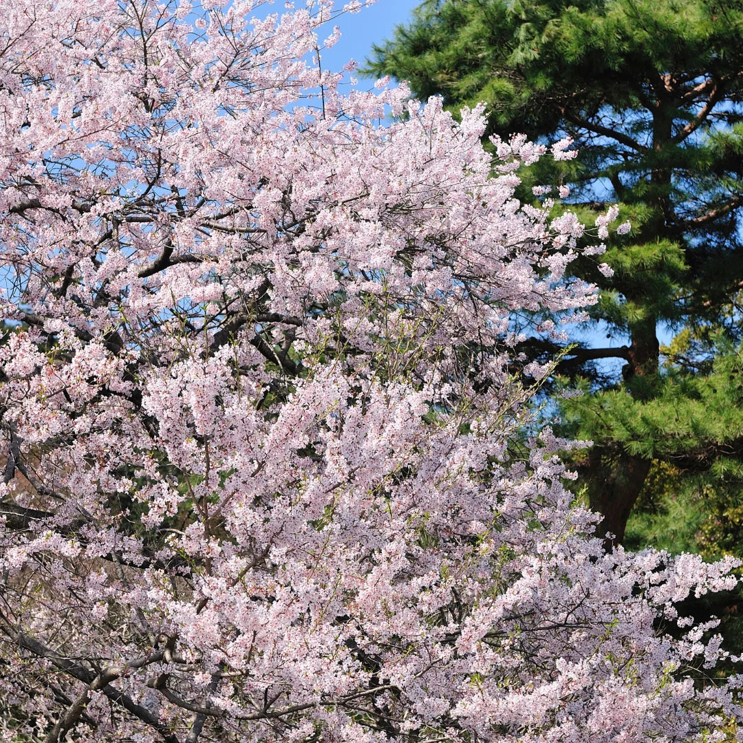 1 Yoshino Cherry Tree ā 2ft Tall Bare Root Live Tree ā Flowering Ornamental Tree, Pink-White Blossoms, Fast Growing, Prunus x yedoensis