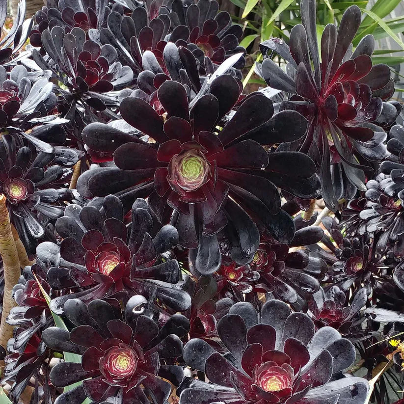 Aeonium Arboreum 'Zwartkopf' Cutting ā 3ā5" Black Rose Succulent, Unrooted Live Stem, Rare Dark Purple Aeonium Plant