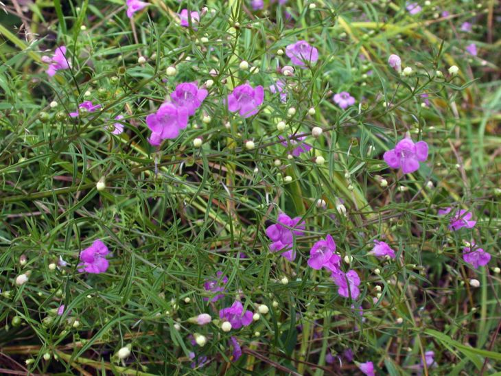 Agalinis tenuifolia Seeds โ Slender False Foxglove | Native Wildflower | Prairie & Meadow Plant | 250 Seeds