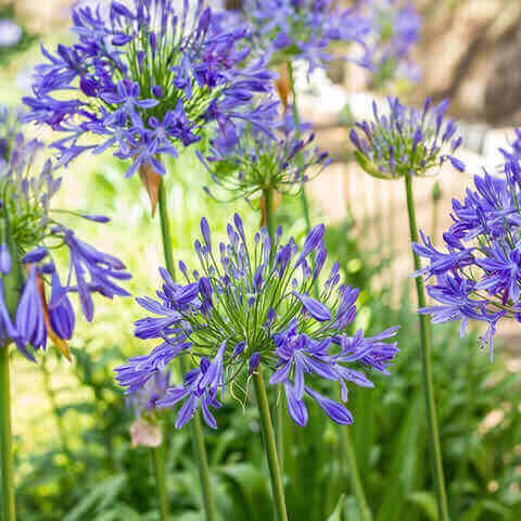 African Blue Agapanthus Live Plant 6ā8ā Tall - Bareroot Lily of the Nile - Hardy Perennial with Blue Blooms