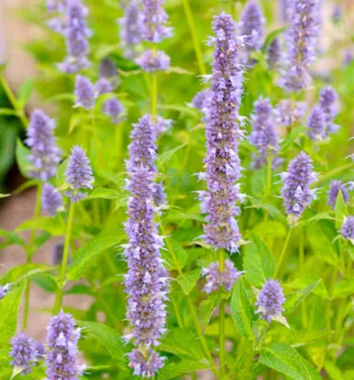 Live Blue Fortune Agastache Plant β Giant Hyssop Perennial in 1 Pint Pot, Pollinator Magnet, Fragrant, Drought Tolerant