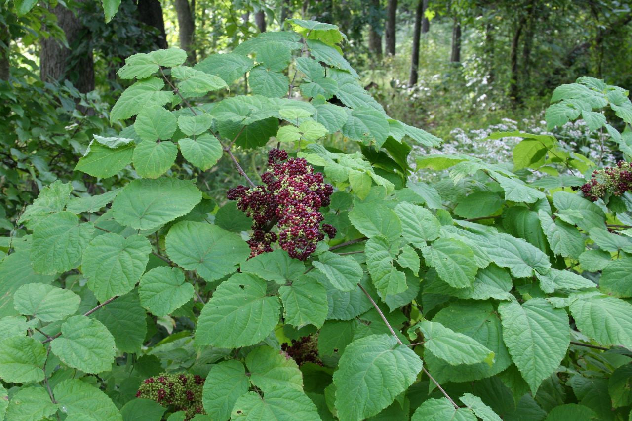 Aralia racemosa Seeds โ American Spikenard | Native Woodland Plant | Medicinal & Pollinator Friendly | 50 Seeds
