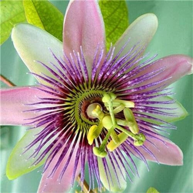 50Pcs Mix Color Passion Flower Seeds Rare Potted Plants for Planting Outdoors