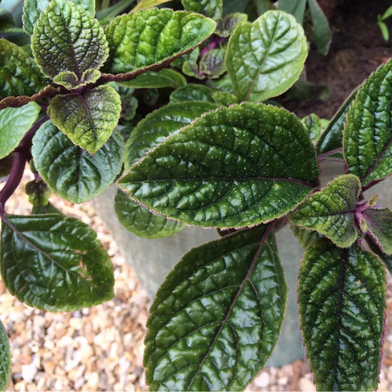 Purple Swedish Ivy Cuttings (Planta del Dinero Morada) ā 4 Unrooted Millionaria Starts ā Fast Growing Ornamental Purple Vine