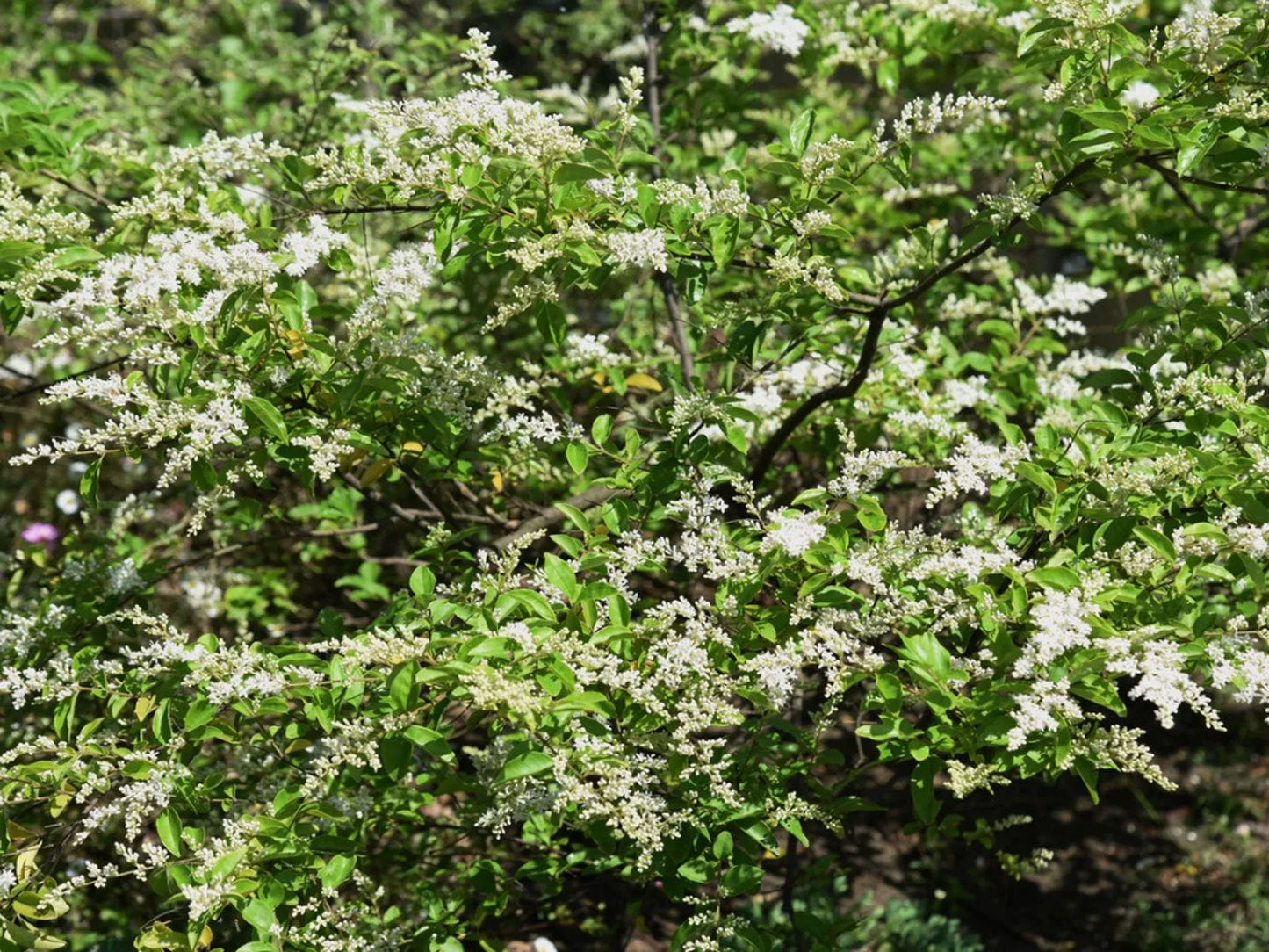 20 Chinese Privet Hedge Cuttings ā Ligustrum sinense, Fast-Growing Privacy Bush, Unrooted Starts for Landscaping & Propagation