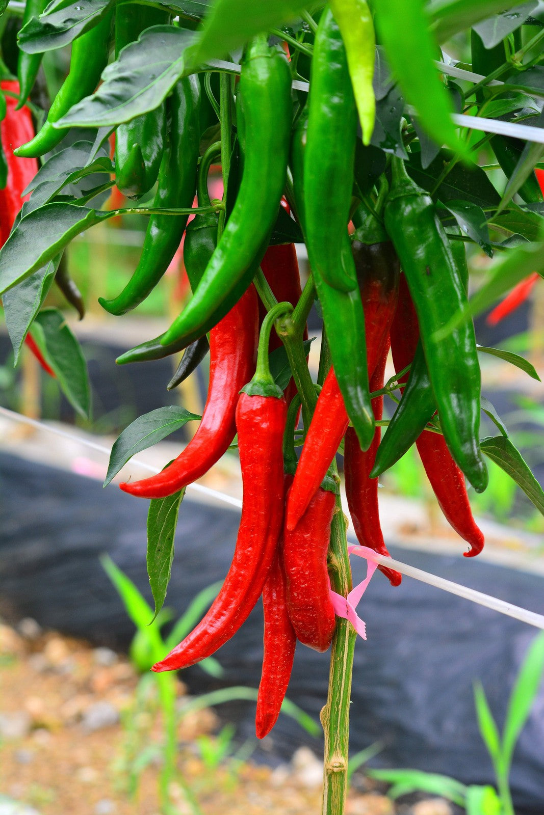 25 Organic KOREAN Dark GREEN PEPPER Lady Han Hot Chili Long Red Capsicum Seeds