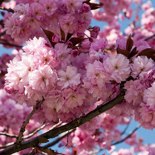 10 Kwanzan Cherry Blossom Tree Cuttings | Prunus serrulata | Japanese Sakura | 8ā10ā Unrooted Hardwood Cuttings | Pink Flowering Tree