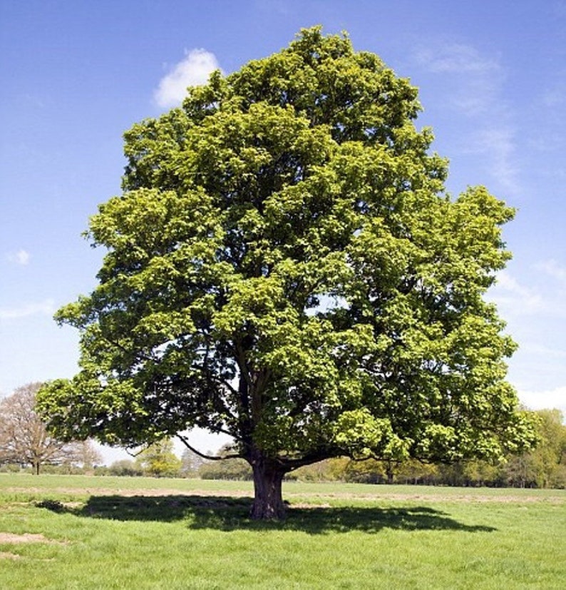 American Sycamore Quart Pot Plant - Platanus occidentalis - Bareroot Shipping CA - USDA Zone 4-9 - Native Tree for Gardens