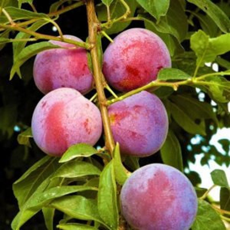 Methley Plum Tree - 24-36 Inch - Reddish-Purple Fruit - Prunus salicina - Early Season, Heavy Bearer, Pollinator for Japanese Varieties