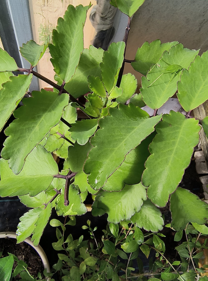 Organic Miracle Leaf Plant 6ā10 Inch Live Kalanchoe pinnata Bare Root | Leaf of Life, Cathedral Bells Succulent