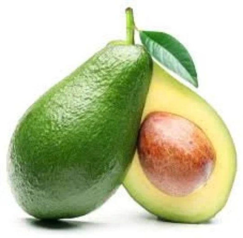 Bacon Avocado Tree - Grafted 3 to 4 Feet - Bigger Trunk - Persea americana