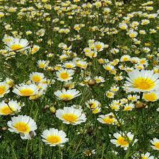 1000 Garland Daisy Seeds ā Edible Chrysanthemum Leaves | Glebionis coronaria | Non-GMO Herb Flower | Shungiku | Asian Greens