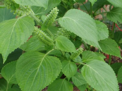 500 Green Shiso Seeds Non-GMO ā Perilla Frutescens, Culinary Herb, Flavorful Leaves, Edible Flowers, USA Seller!