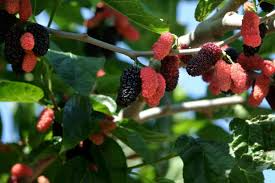 Illinois Everbearing Mulberry Live Plant (3ā15" Tall) - Fast Fruiting, Pesticide-Free Starter Tree Grown from Fruiting Cuttings