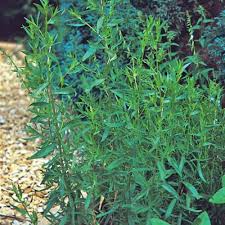 Russian Tarragon Seeds | Heirloom Herb | Licorice-Like Flavor | Non-GMO | | Zones 3-9