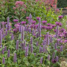 1,000 Anise Hyssop Seeds ā Non-GMO, Fragrant Pollinator Plant, USA Seller,