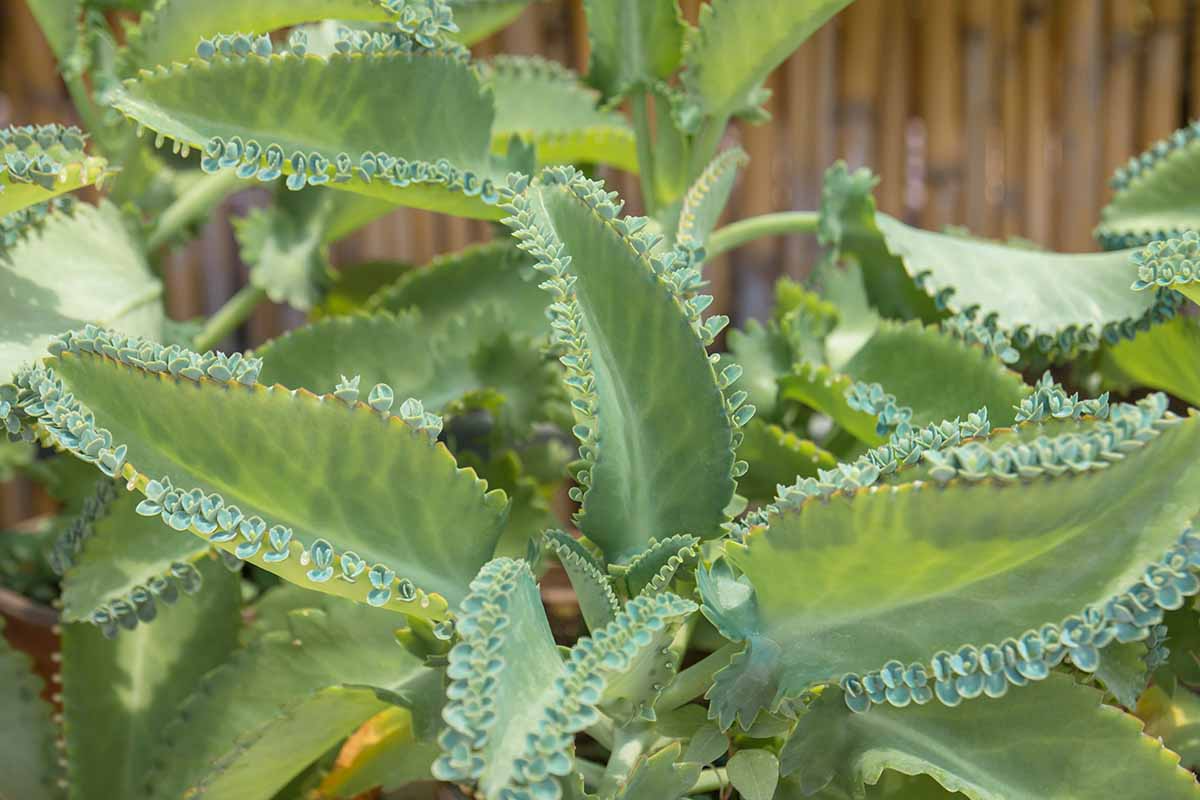 Mother of Thousands (Kalanchoe daigremontiana) ā 25 Rare Succulent Seeds | Mexican Hat Plant for Indoor & Outdoor Gardens