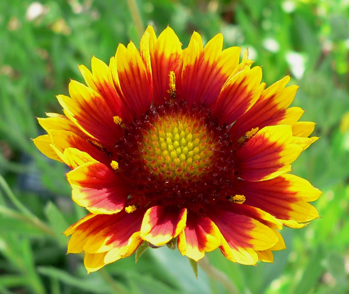 200 Indian Blanket Flower Seeds β Gaillardia pulchella | Heirloom Non-GMO | Blanket Flower for Meadows, Pollinators, Easy Care