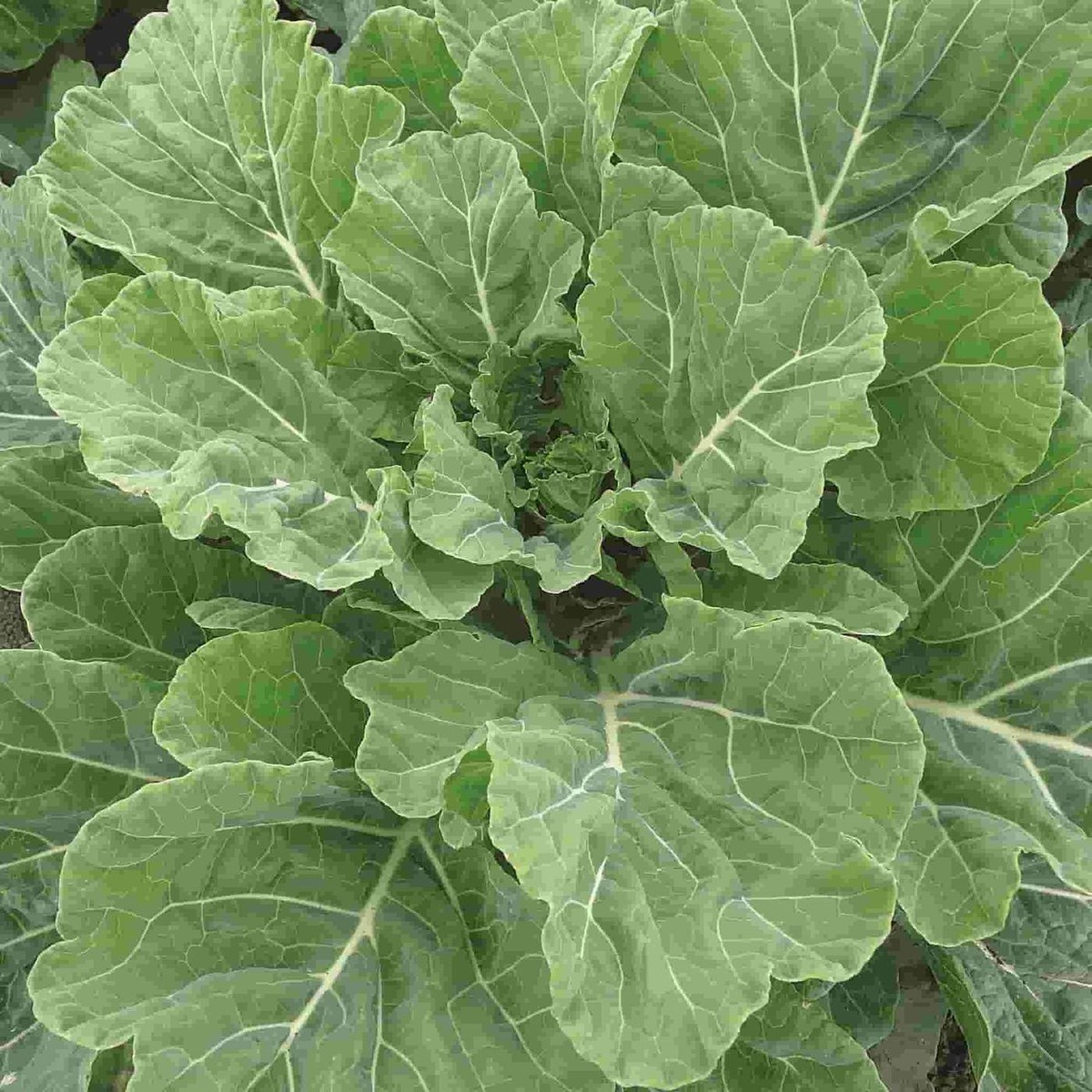 2,000 Georgia Collard Seeds β Heirloom, Non-GMO, Cold & Heat Tolerant,