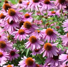 25 Seeds Purple Coneflower (Echinacea purpurea) | Pollinator-Friendly | Drought-Tolerant Perennial, Vibrant Blooms
