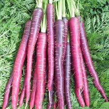 1,000 Cosmic Purple Carrot Seeds ā Non-GMO, Open Pollinated, Great for Microgreens | USA Seller