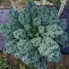 1,500 Dwarf Blue Curled Scotch Kale Seeds ā Non-GMO Heirloom, Hardy,
