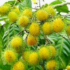 1 Grafted Yellow Rambutan (Nephelium lappaceum) Exotic Tropical Fruit Tree 24β-36β | Sweet Golden Rambutan Starter Plant