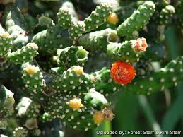 Consolea moniliformis Unrooted Cactus Cutting (4ā7" Pad) | Rare Opuntia Species | Freshly Cut for Easy Rooting
