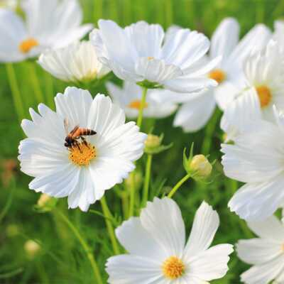 1000 Seeds White Cloud 9 Wildflower Mix ā Heirloom Non-GMO White Bloom Blend for Moon Gardens, Memorial Plantings, Pollinators