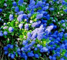 Ceanothus ‘California Lilac’ | 3 Unrooted 6" Live Cuttings | Fast-Growing Flowering Shrub | Blue Blooms
