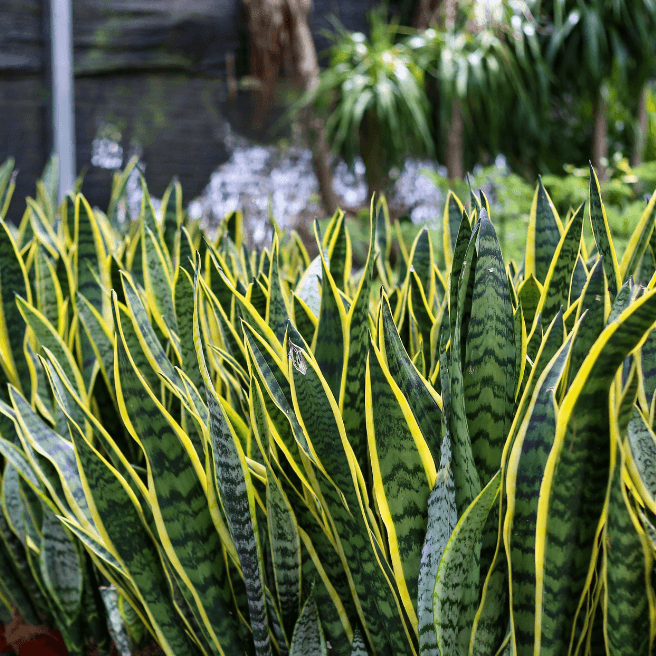 Snake Plant Starter (Sansevieria trifasciata) – Easy Care, Air-Purifying Indoor Plant with Striking Upright Leaves, Live Plant