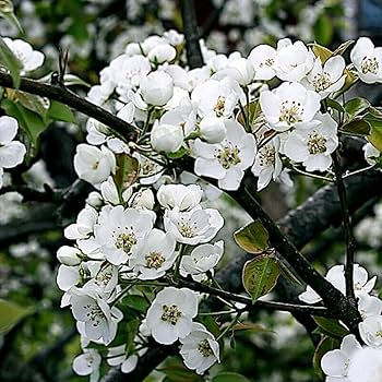 10 European Pear Tree Seeds (Pyrus communis) ā Hardy Fruit Tree, White Spring Blossoms, USDA Zones 5-8, Fast-Growing Ornamental
