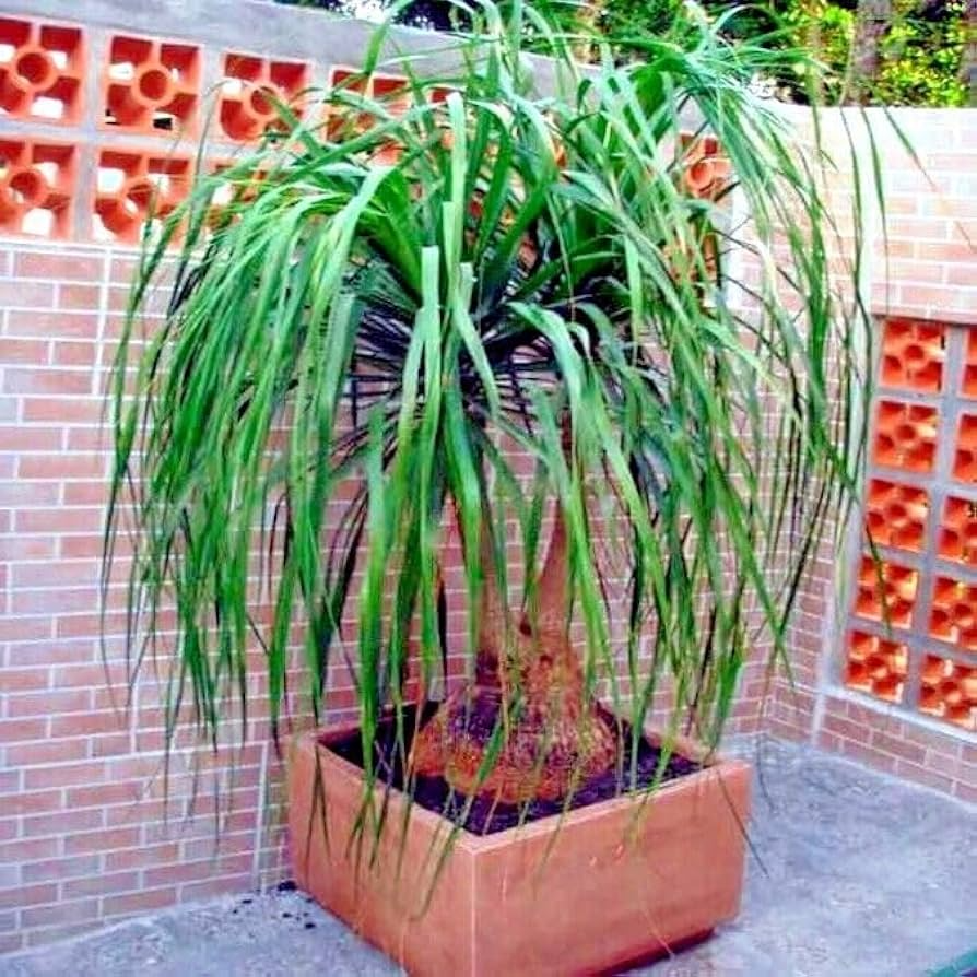 10 Ponytail Palm Tree Seeds (Beaucarnea recurvata) ā Rare Elephant Foot Caudex, Indoor Houseplant, USDA Zones 9-11, Low Maintenance