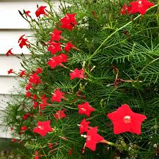 20 Star Glory Seeds (Ipomoea quamoclit) ā Cardinal Creeper Vine, Scarlet Red Blooms, Attracts Hummingbirds, USDA Zones 11-12, Fast-Growing