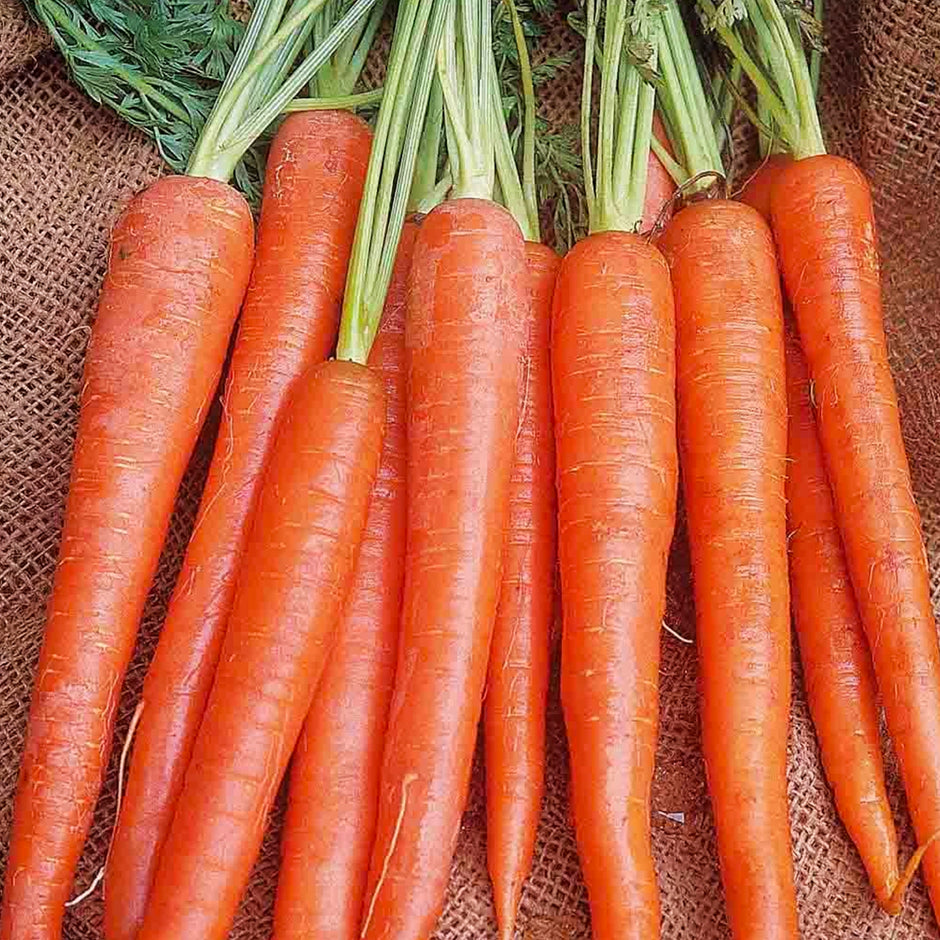 300 Imperator Carrot Seeds – Daucus carota – Heirloom, Long & Sweet, Crisp Texture, Perfect for Juicing