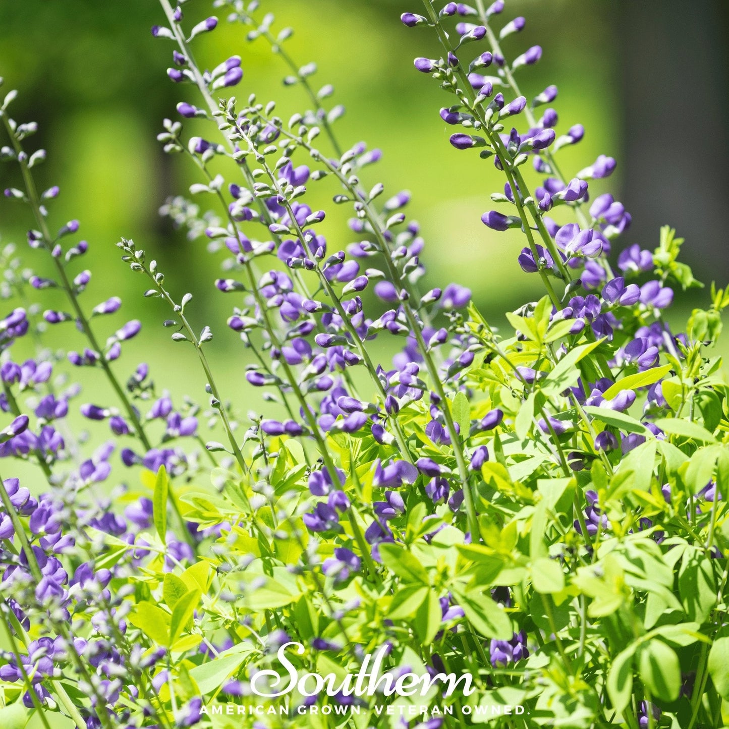Wild Blue Indigo – 35 Seeds