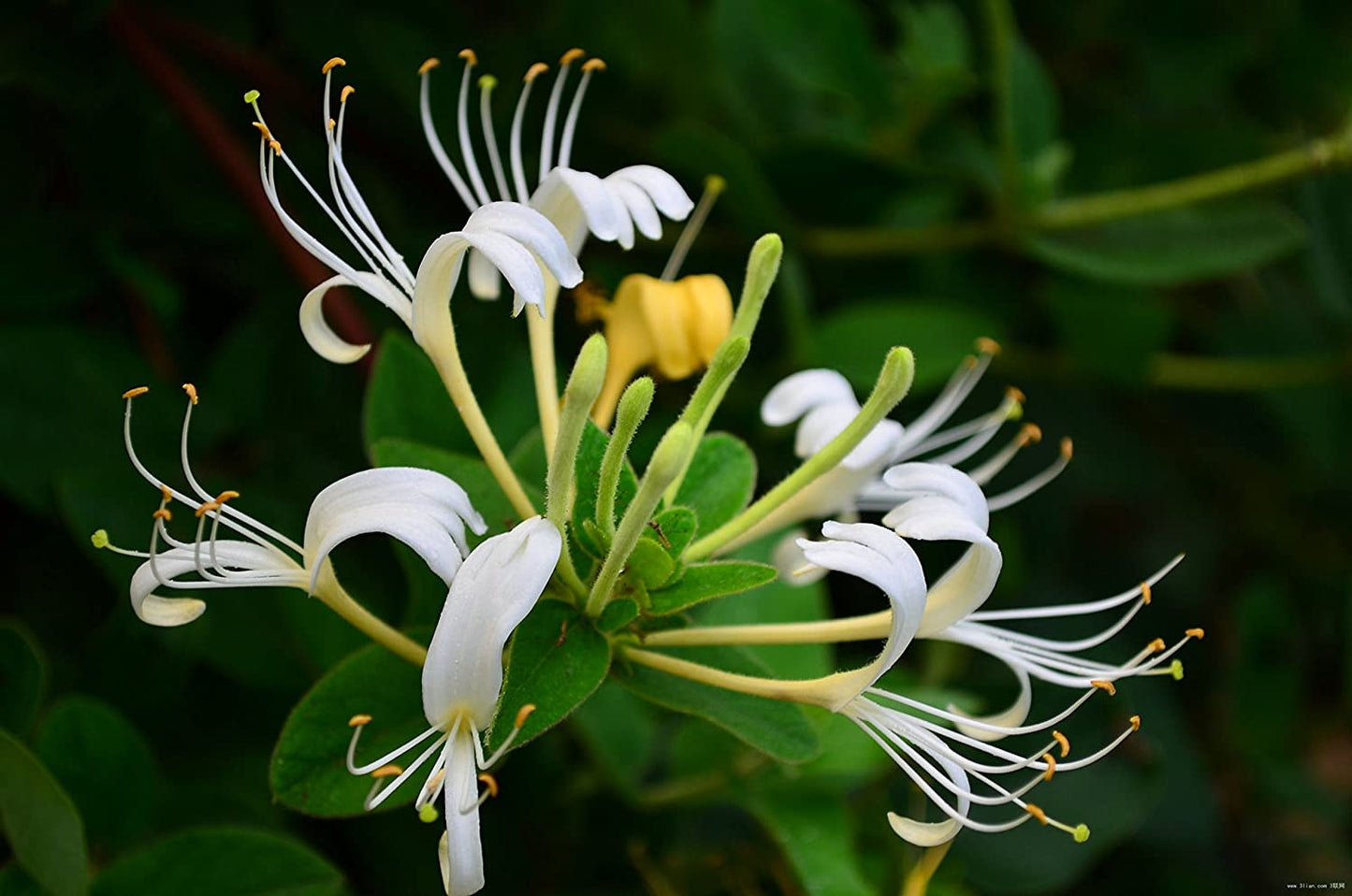 10 Japanese Honeysuckle Vine Cuttings ā Lonicera japonica, Unrooted Starts, Fragrant Fast-Growing Climber for Propagation