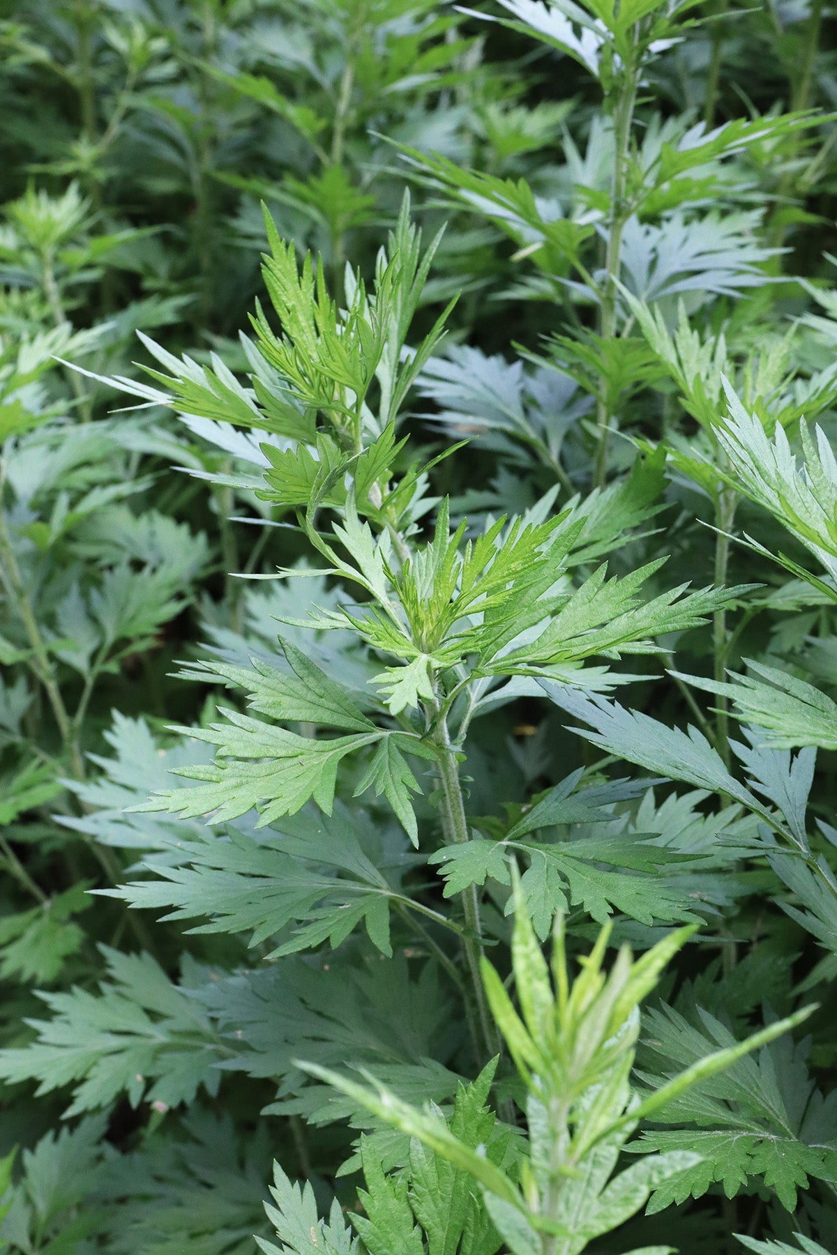 Mugwort Live Plant (Artemisia vulgaris) 12ā16ā Bareroot | Medicinal Herb, Dream Herb, Witch Herb, Perennial Plant