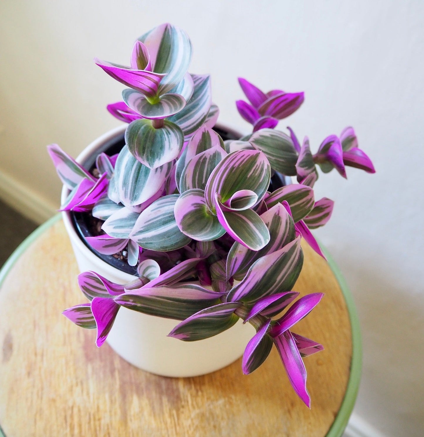 3 Tradescantia Nanouk Cuttings | Rare Pink Wandering Jew | 3β4β Live Unrooted Houseplant Cuttings | Easy Propagation