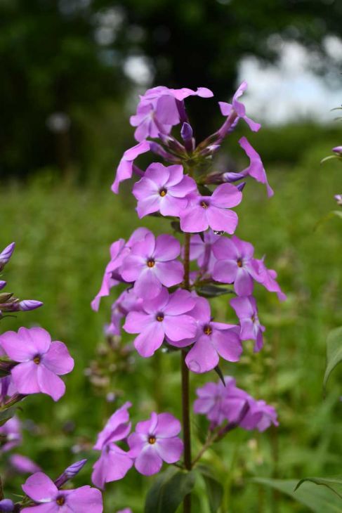 10 Sweet William Bulbs (Phlox maculata) β Live Perennial Roots | Native Garden Phlox | Fragrant Flowers | Pollinator Friendly