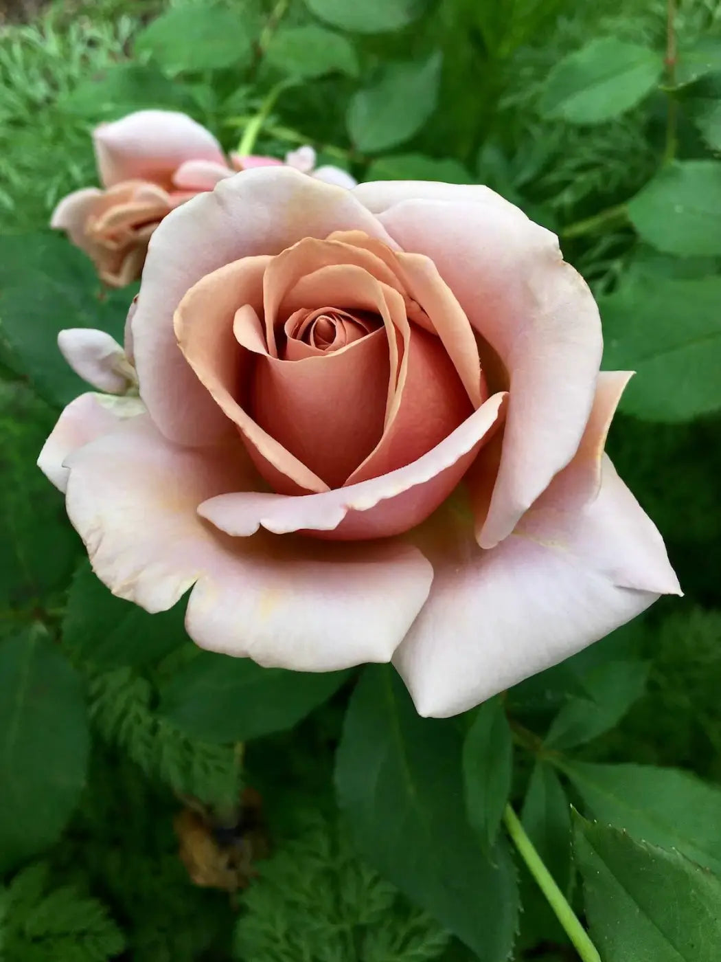 1 Koko Loko Rose Bush | Live Bare Root Starter Plant | Unique Cocoa-Lavender Floribunda Rose ā Fragrant & Repeat Blooming