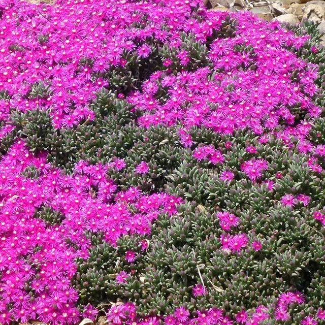 5 Creeping Ice Plant Cuttings ā Rare Purple/Pink Succulent Ground Cover, Unrooted Live Stems, Drought-Tolerant Trailing Cactus
