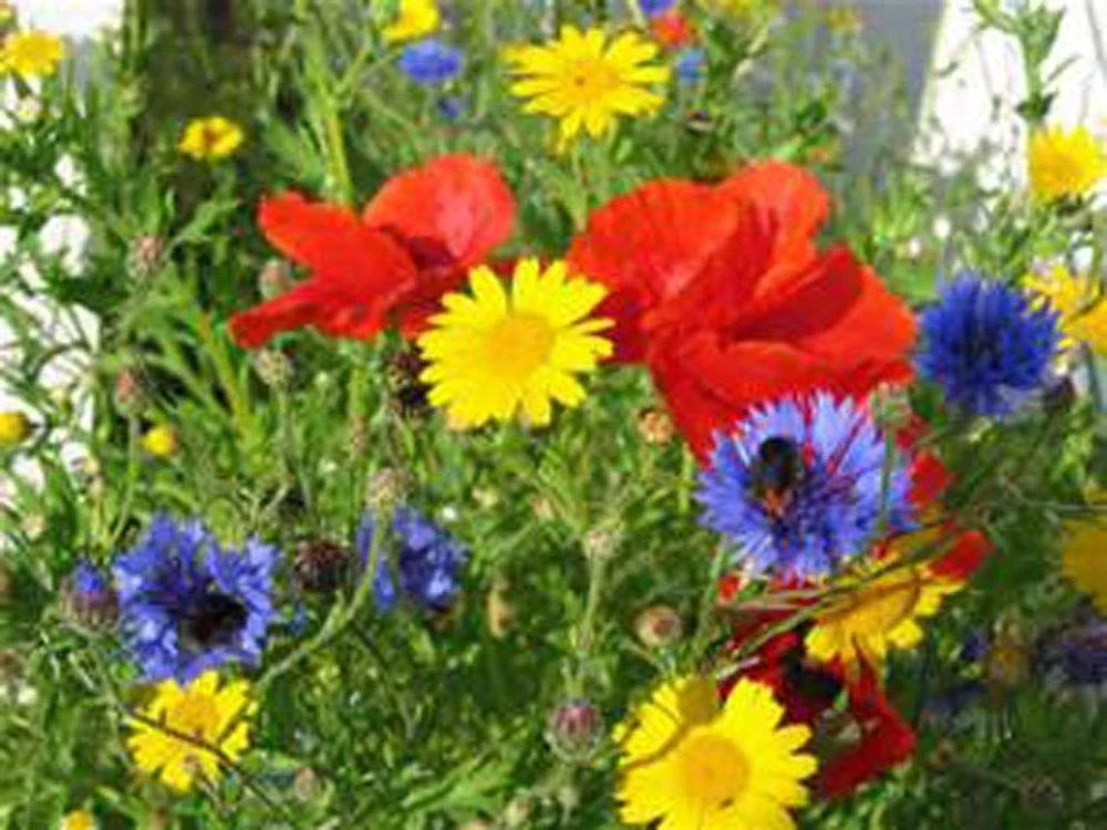Wildflower Seed Mix, 16 oz, Colorful Border and Garden Blend, Ideal for Pollinators, Non-GMO, Native Varieties