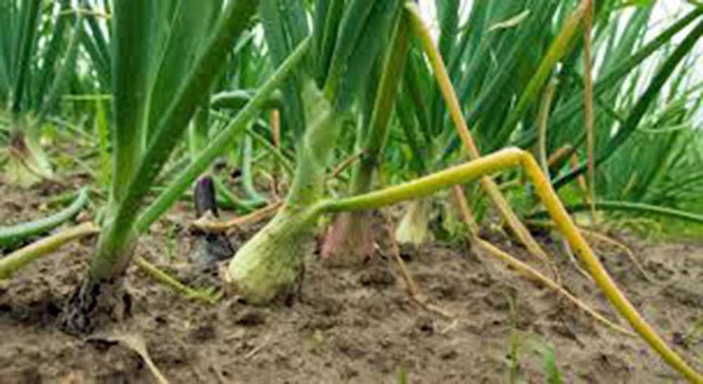 Texas Early Grano Onion Seeds, Heirloom Variety, 25+ Seeds, Short Day Vidalia Type, Allium cepa