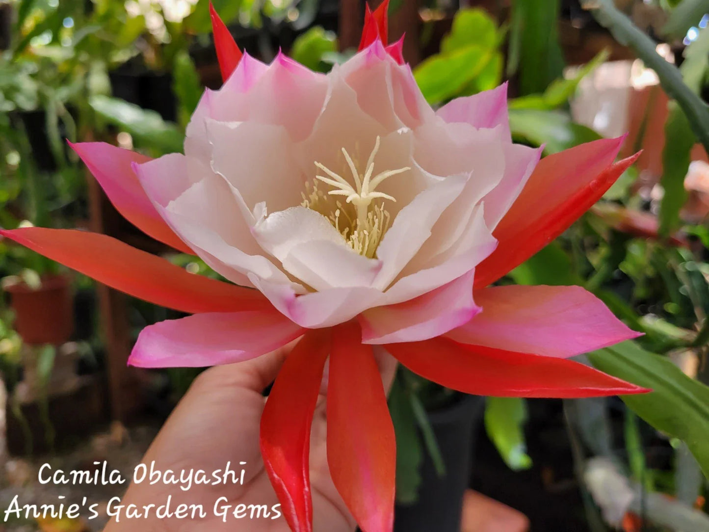 Epiphyllum Camila Obayashi Orchid Cactus - 4 Inch Pot, Well Rooted, Tropical Indoor Plant